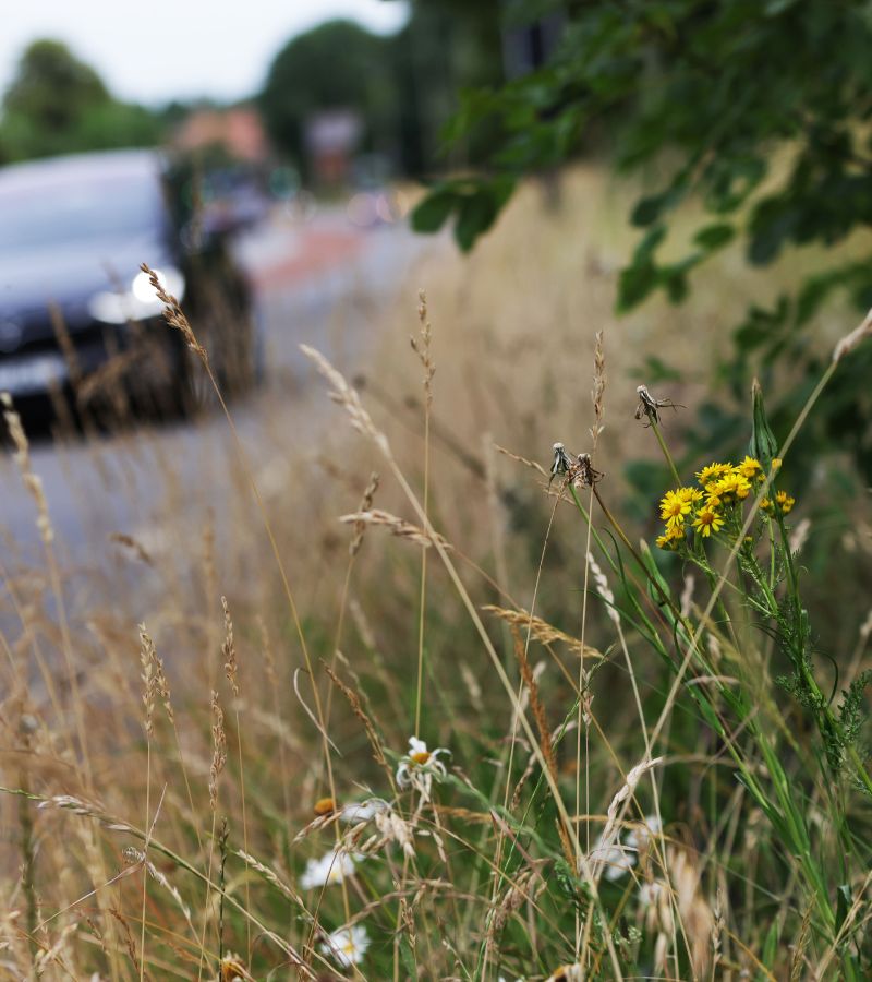 Roadside grass verge with flowers